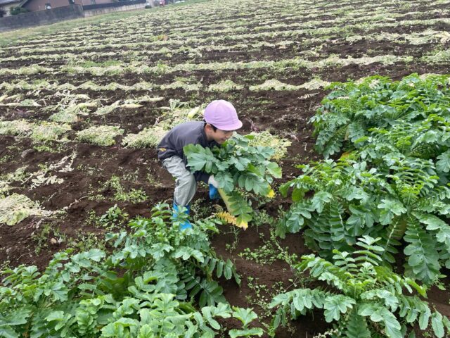 毎年お世話になっている農家さんに
今年も大根の収穫体験をさせて頂きました(^○^)
自分の背丈くらいある大根を
力一杯抜いていました！！！
美味しくいただきました(^^)
#収穫体験#大根掘り#かっぱ大根#保育園#peek-A-boo